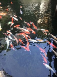 貝掛温泉　鯉②